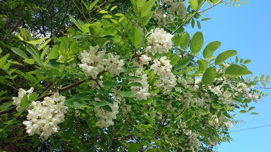 高評価！ 信州から初夏の味覚をお届け 天ぷらにニセアカシアの花房